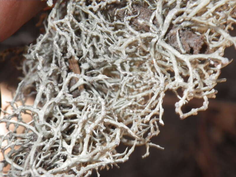 Powdery Sea-Fog Lichen (Niebla cephalota)
