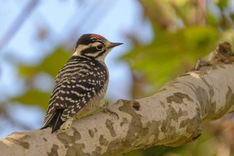 Garin Regional Park, Hayward, California