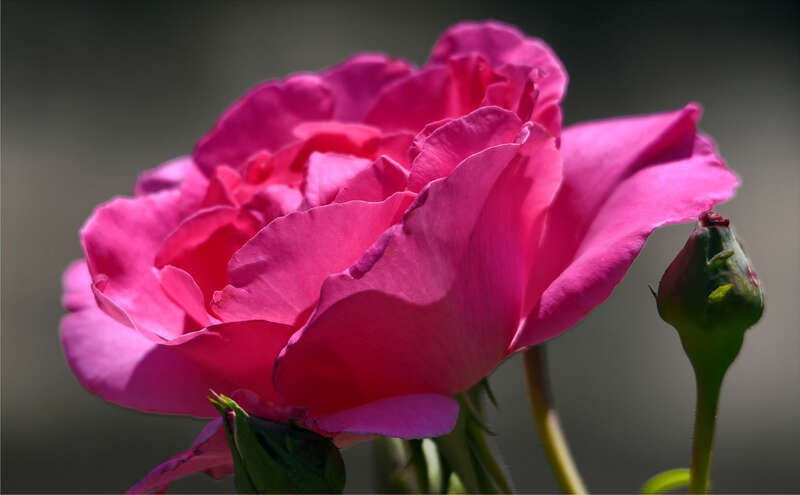 500px provided description: A freshy.

La Arboretum, Arcadia, Ca. [#flower ,#summer ,#bokeh ,#close-up ,#closeup ,#pink rose]