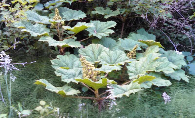 Oplopanax horridus (Devil's Club) - seen on one of my favorite Lake forest Park walks.

IMG_20140622_192335_902