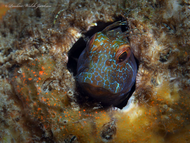 Seaweed Blenny (Parablennius marmoreus) in the United States
