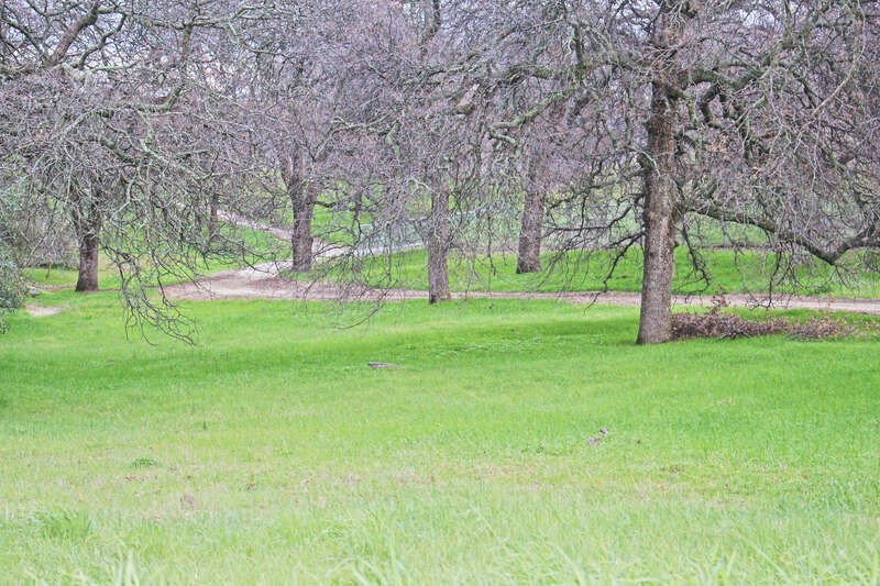 500px provided description: Path Through Trees [#trees ,#beauty ,#nature ,#tree ,#path ,#beautiful ,#grass ,#peaceful ,#walking trail]