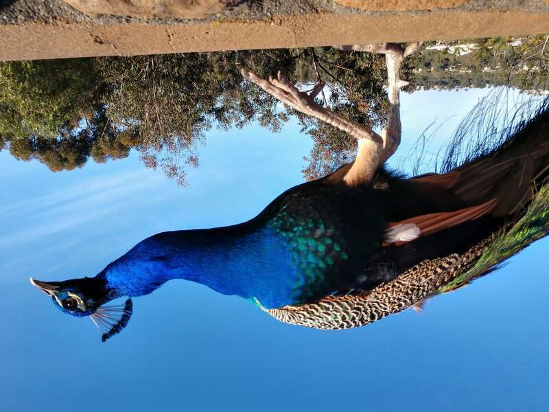 This peacock allowed me to get very close to him but this was about the limit. This is one of dozens of brilliantly colored peacocks that wander the grounds of &amp;lt;a