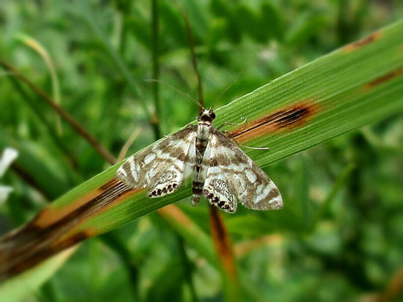 Petrophila canadensis (Crambidae), Lake Ontario (NY), United States