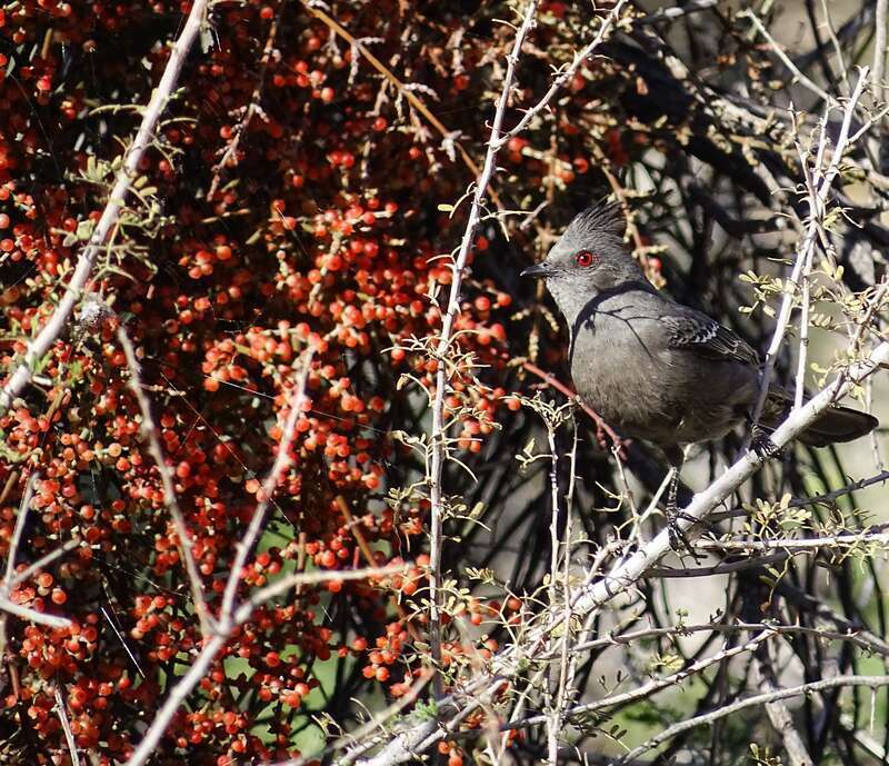 Photo of Phainopepla uploaded from iNaturalist.