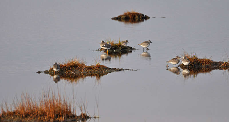 Photo of the Week - 12/3/10

Sandpipers at Parker River National Wildlife Refuge in Newburyport, Massachusetts.

Credit: Matt Poole/USFWS


http://www.fws.gov/northeast/parkerriver/