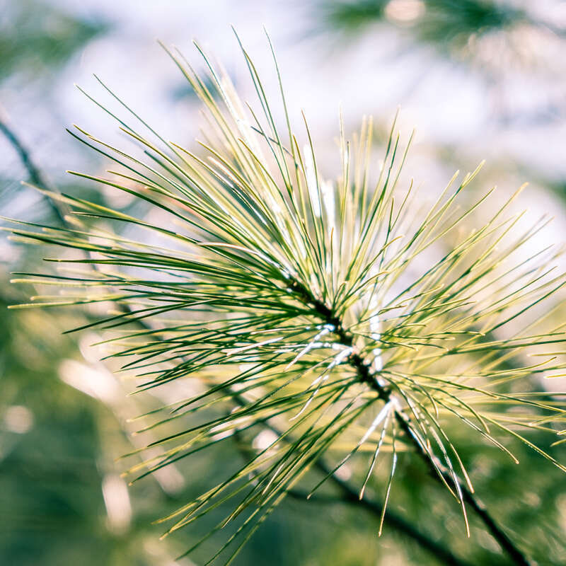 Pine Needles, Chester Creek, Duluth