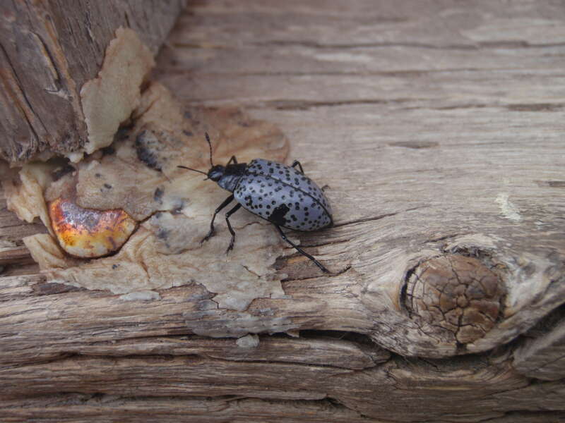 Pleasing Fungus Beetle, (Cypherotylus californicus), family Erotylidae, in Colorado