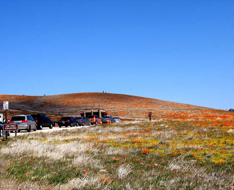 Cars line up to enter the California Poppy Reserve