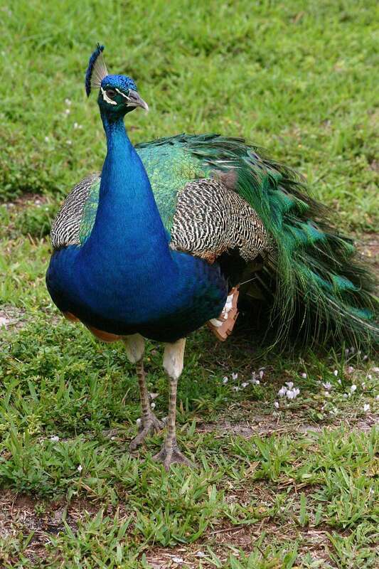 Princess Caribbean Cruise - Day 8