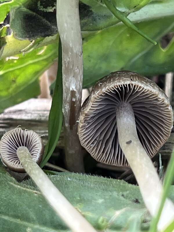 Tall Psathyrella (Psathyrella longipes)