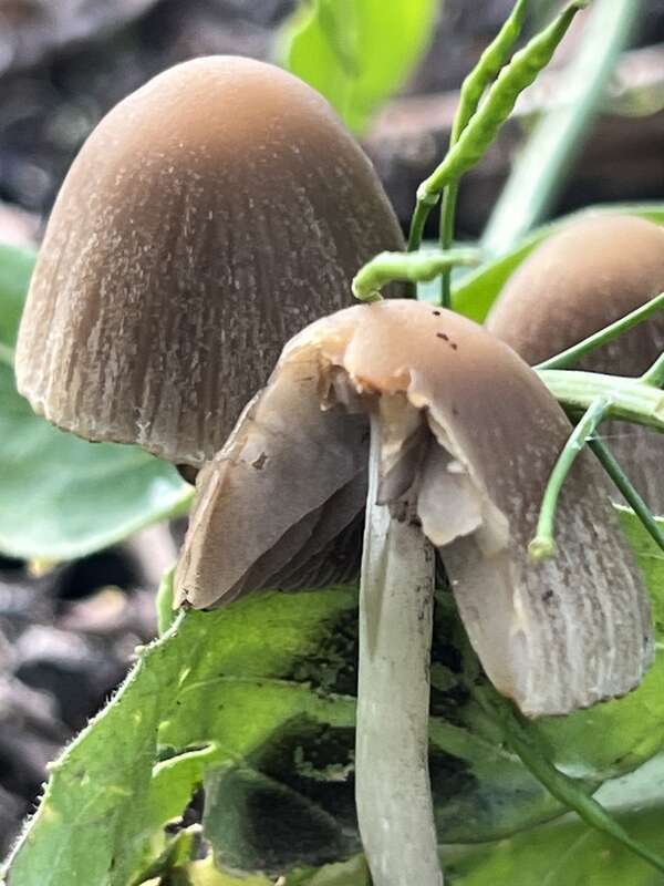 Tall Psathyrella (Psathyrella longipes)