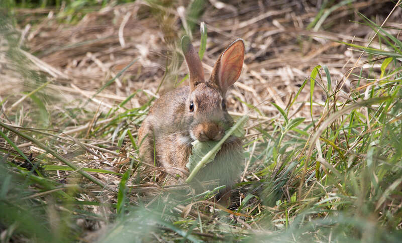 500px provided description: A bunny who lives at Mill River Park. [#nature ,#grass ,#animal ,#green ,#rabbit ,#bunny]
