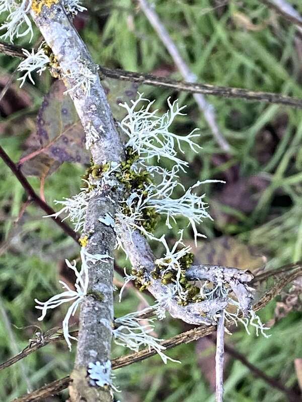 Farinose Cartilage Lichen (Ramalina farinacea)