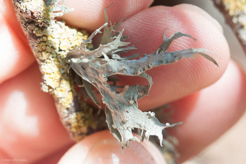 Ramalina leptocarpha