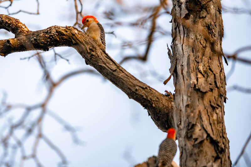 Red Billed Woodpecker