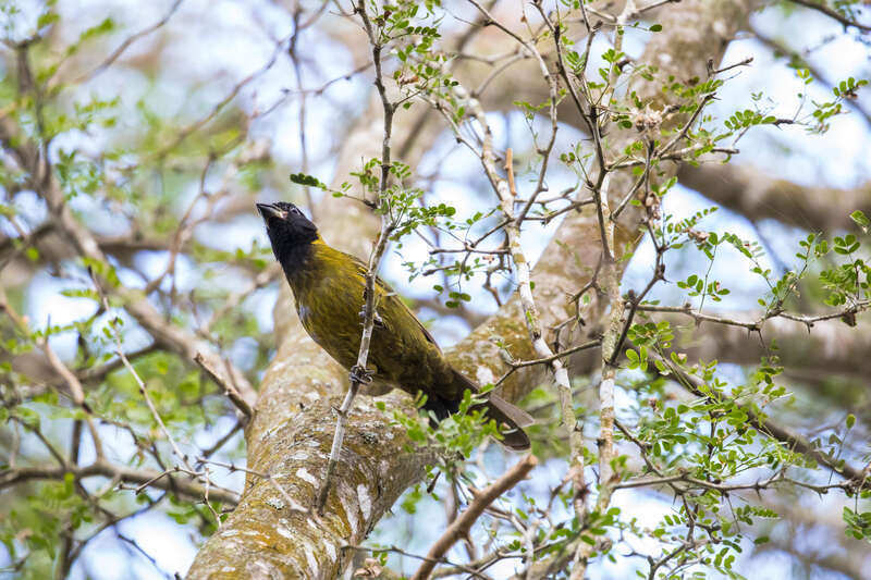 Crimson-collared Grosbeak (Rhodothraupis celaeno)