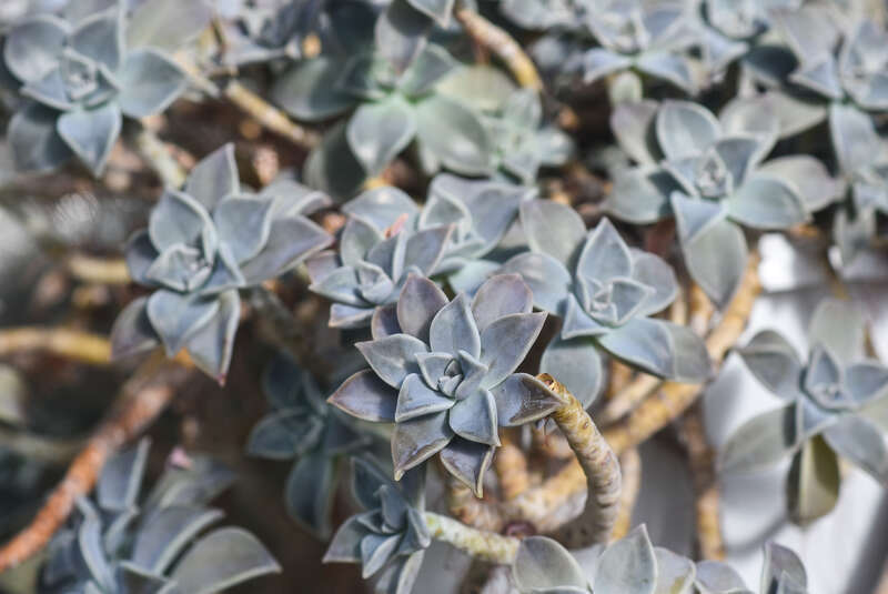 Rockefeller Park Greenhouse
