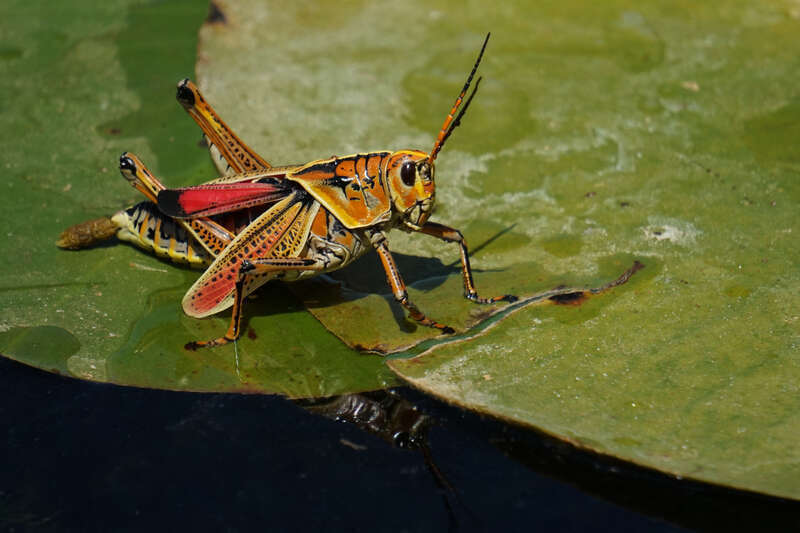 Eastern Lubber Grasshopper (Romalea microptera) in the United States