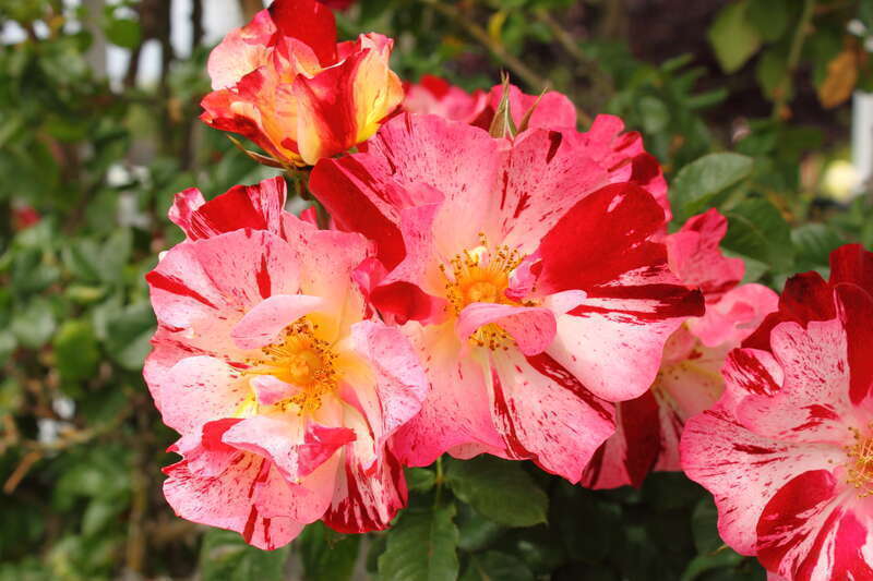 Rosa en    'Capistrano'