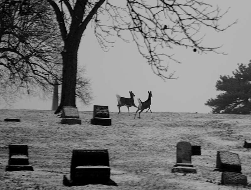 One day while I was taking a stroll through a cemetery, I saw a couple of deers.

Not photoshopped.