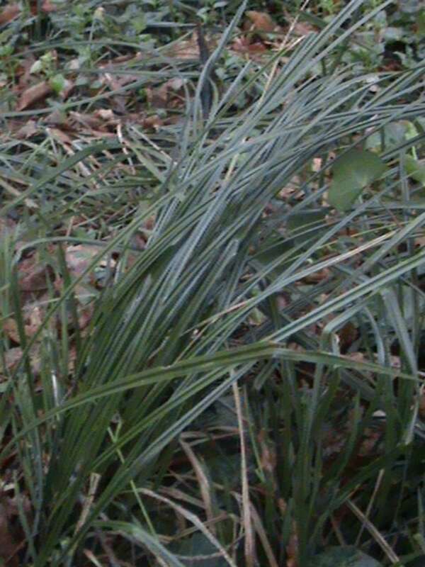 Santa barbara sedge (Carex barbarae).