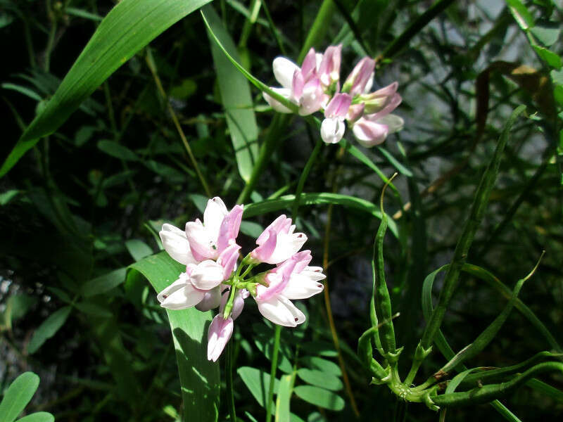 Securigera varia (Fabaceae) - (flowering), Niagara (NY), United States
