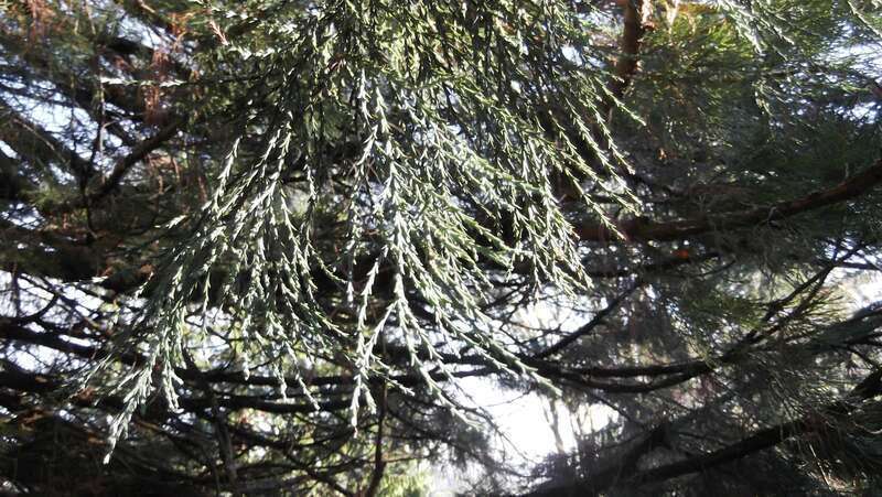 Went out for a New Years Day walk to find Sequoia trees in my town, saw three big ones. They are not native, but seem to thrive.

s010113 052