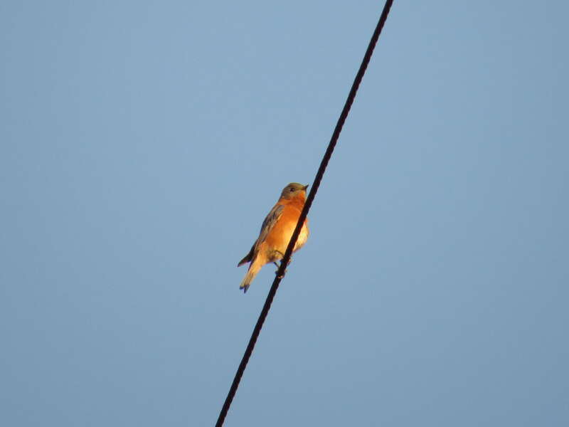Sialia sialis (Linnaeus, 1758), Eastern Bluebird, Gainesville, Florida, USA, 27 October 2014