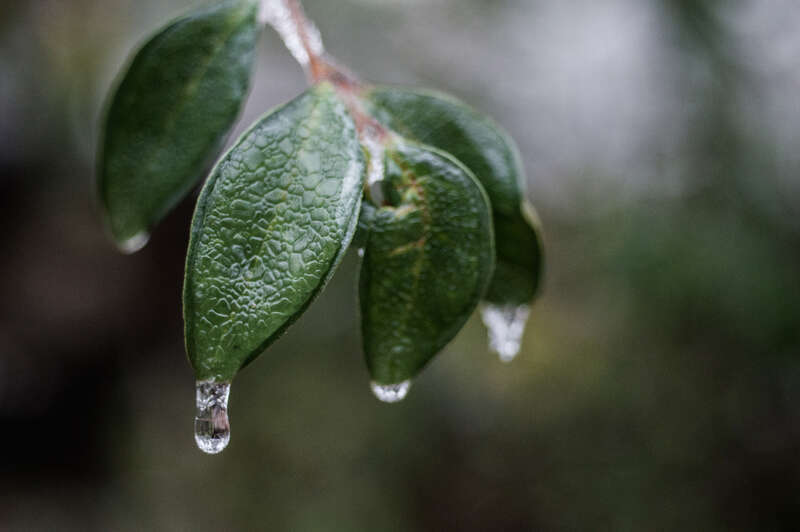 500px provided description: Post-Snow C-ville. [#leaves ,#frozen ,#nature ,#macro ,#snow ,#ice ,#blizzard ,#twig ,#melt ,#meltingsnow]