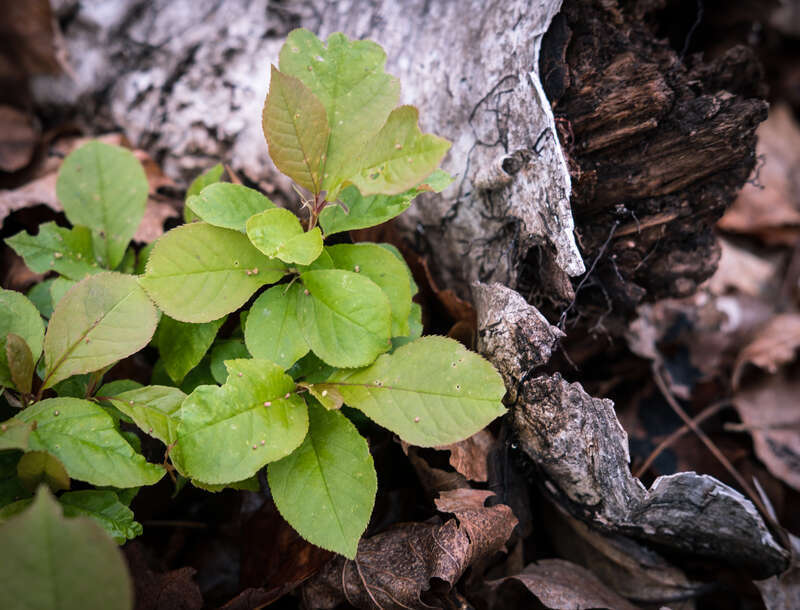 Spring, Chester Creek, Duluth