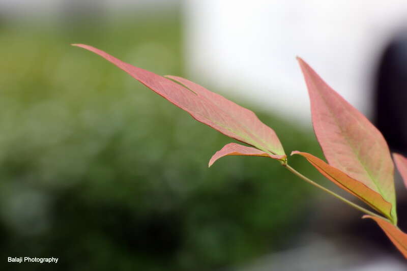 Photos Clicked in Rancho Cardova - California