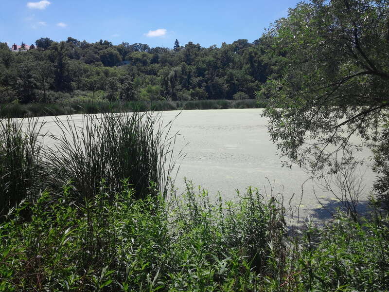 Spring Lake, covered in milkweed, in Minneapolis, Minnesota