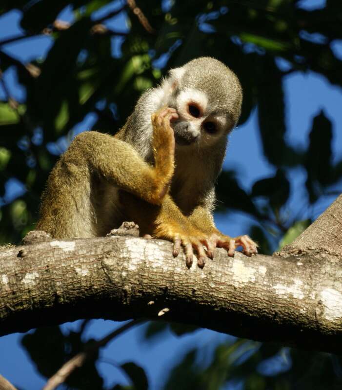 Squirrel monkeys roam freely on the 35 acre grounds of the Bonnet House Museum &amp;amp; Gardens in Fort Lauderdale, Florida.