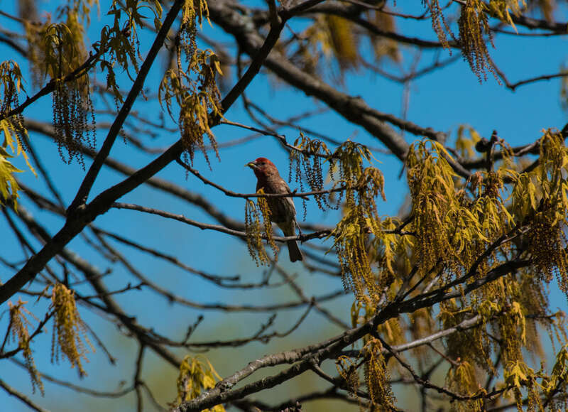 500px provided description: Bird surrounded in the Tree [#Bird ,#Animal]