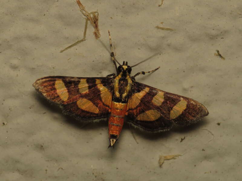 Syngamia florella (Stoll, 1781), Gainesville, Florida, USA, 27 October 2014