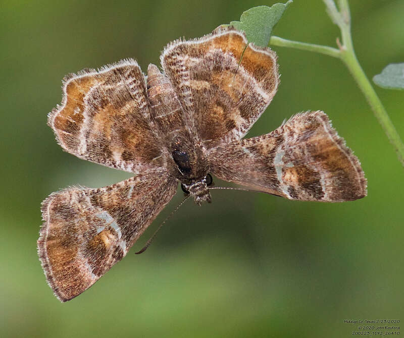 Texas Powdered Skipper (Systasea pulverulenta)