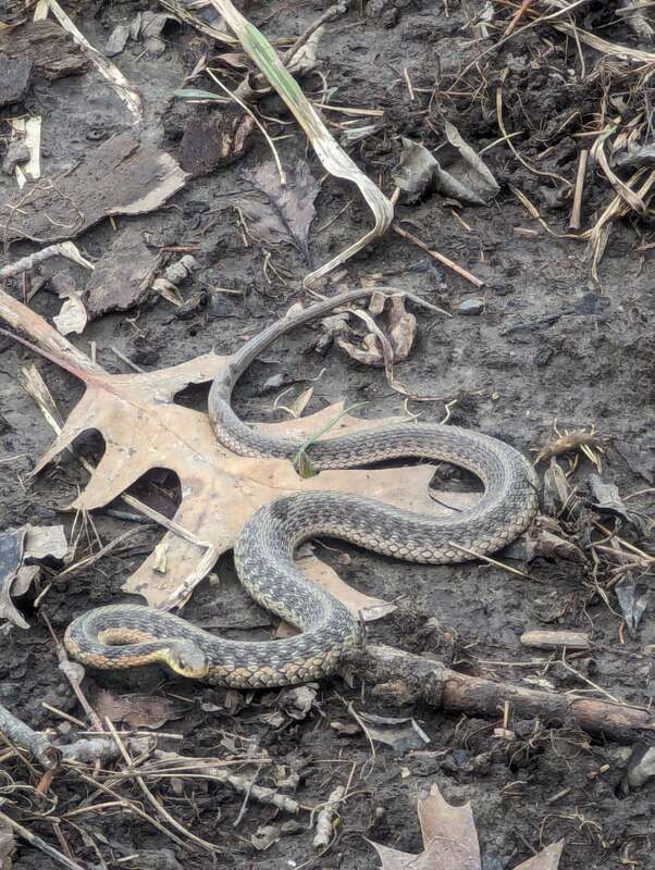 An eastern garter snake (Thamnophis sirtalis ssp. sirtalis) photographed in Sterling Heights, Michigan.