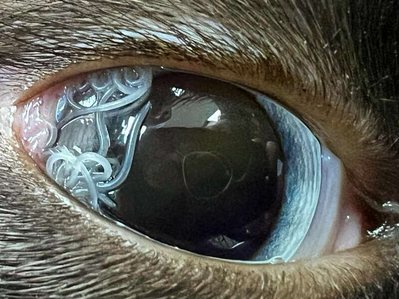 Thelazia parasitizing a domestic cat