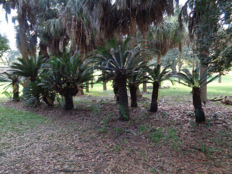 Tift Park, Albany, Dougherty County, Georgia