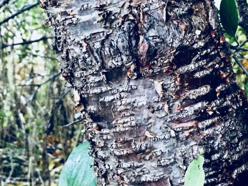 This is a picture of tree bark and leaves in fall.
