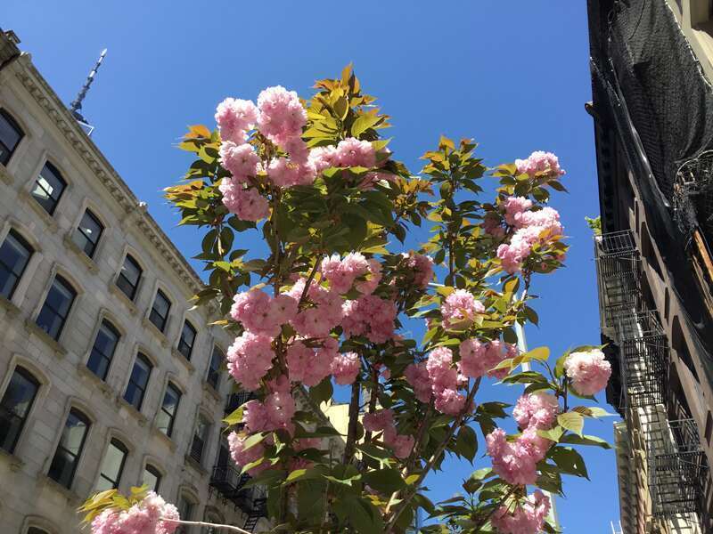 Tribeca, Manhattan in April 2022