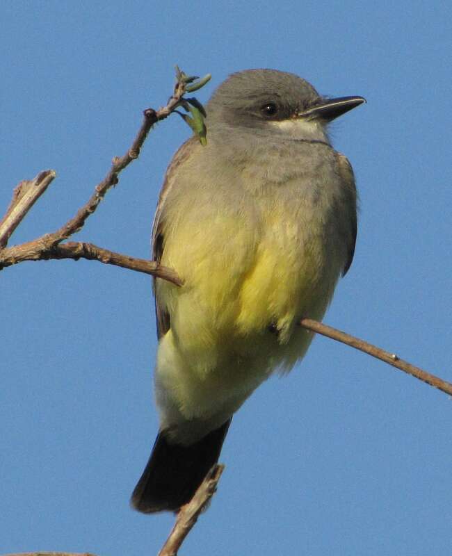 Tyrannus vociferans - Cassin's kingbird
Location: Ralph B. Clark Regional Park, Buena Park, CA, USA

Identification: National Geographic Birds of North America, 4th edition, page 299