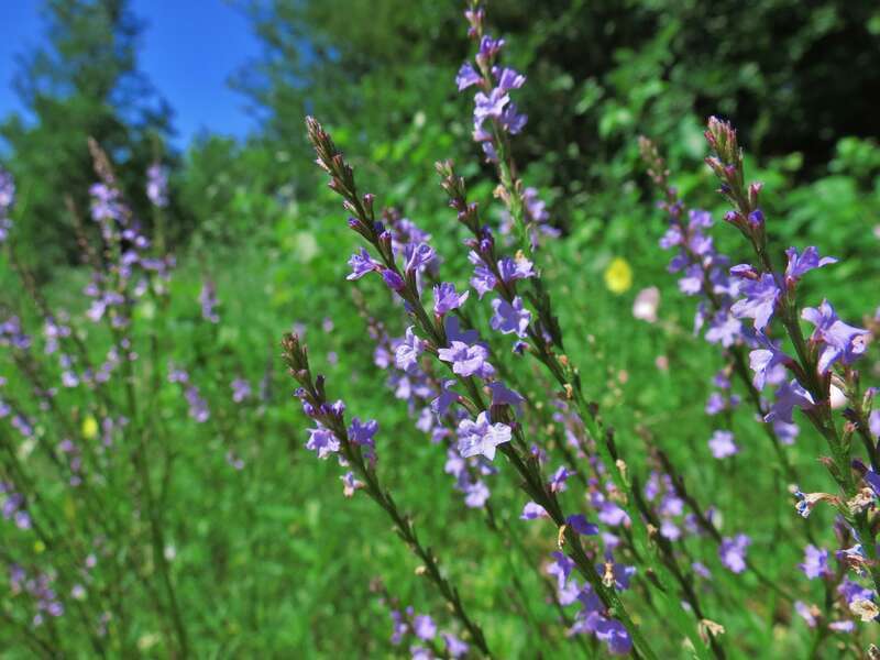 Texas vervain in bloom. Image taken 21 April, 2012 at Trinity River Audubon Center, Dallas, TX, USA