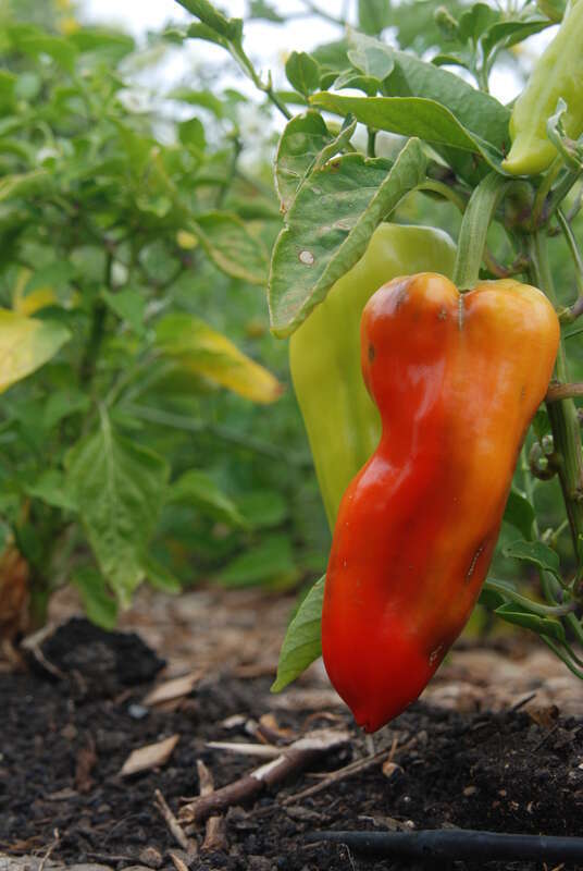 Victory garden, Rosie the Riveter/WWII Homefront National Historic Site