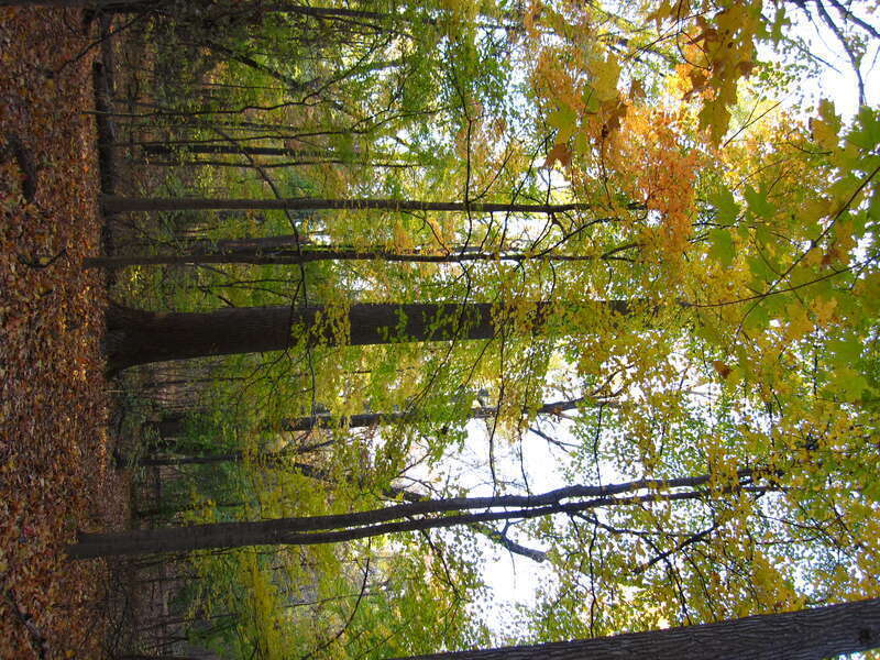 &quot;Old Growth forest&quot; at Wesselman Woods Nature Preserve at Evansville, IN