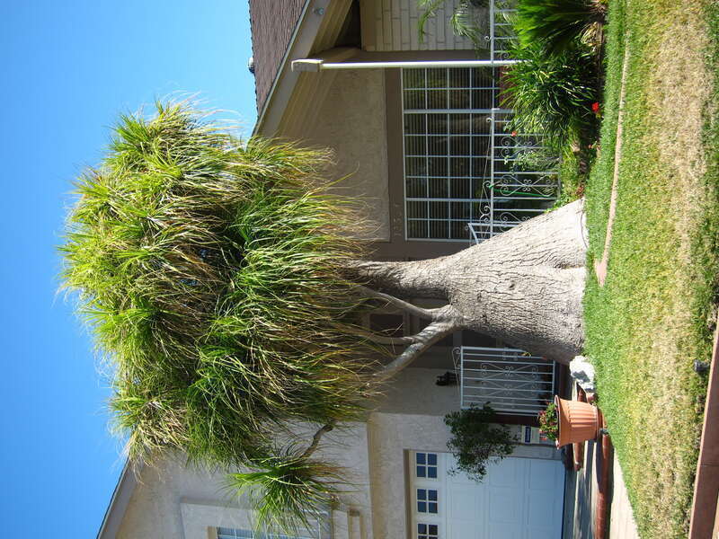 What a Trunk on that Tree