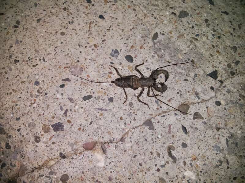 Whiptail scorpion on concrete.jpg A whiptail scorpion on concrete in Albuquerque, NM.