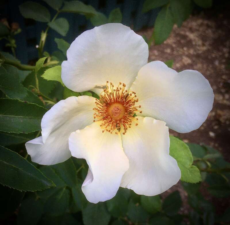 No label, so I'm guessing at the ID: &amp;lt;a href=&quot;https://en.wikipedia.org/wiki/Rosa_canina&quot; rel=&quot;noreferrer nofollow&quot;&amp;gt;en.wikipedia.org/wiki/Rosa_canina&amp;lt;/a&amp;gt;  As a wild rose, it is native to Europe, northwest Africa, and western Asia.
I've