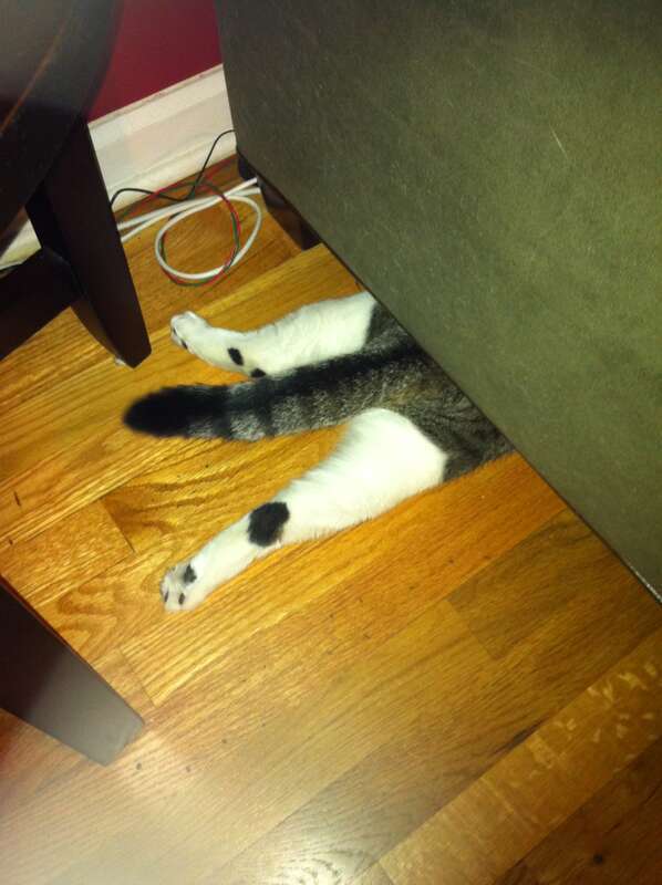 Wicked witch of the East kitty